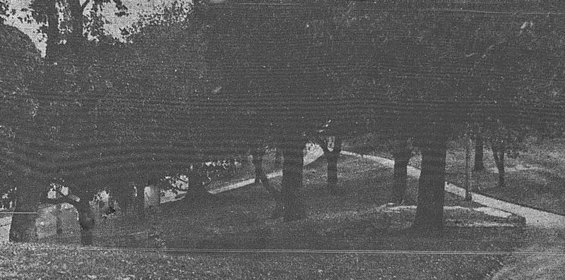 In the shadow of these fig trees in the Domain Brauner and Harris fought for the possession of a girl. Image: Truth, (Syd, NSW), Sun 9 Jan 1927, p. 13. Reproduction: Peter de Waal